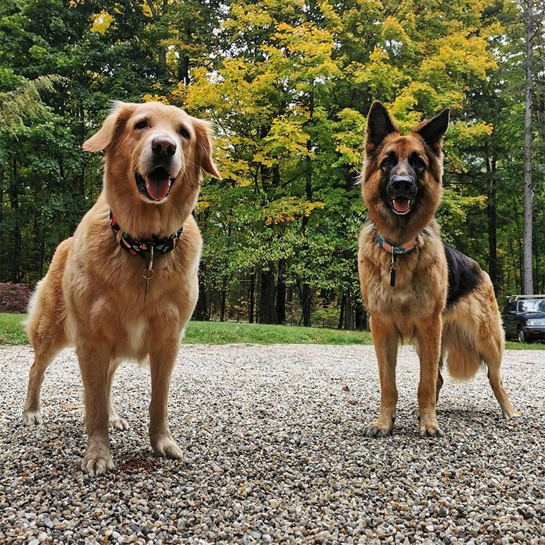 Golden Lab and German Shepherd Outside Posing | Taste of the Wild