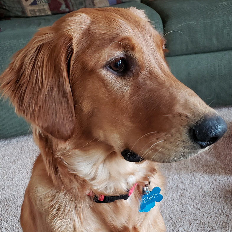 Golden Retriever Looking to the Side | Taste of the Wild