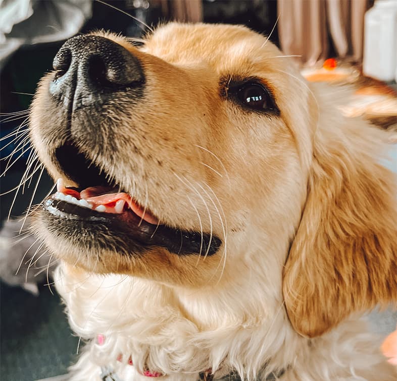 Golden Retriever Looking Up | Taste of the Wild