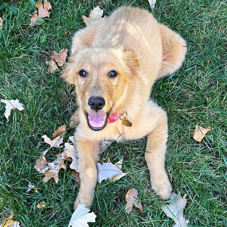 Golden Retriever Lying on Grass | Taste of the Wild
