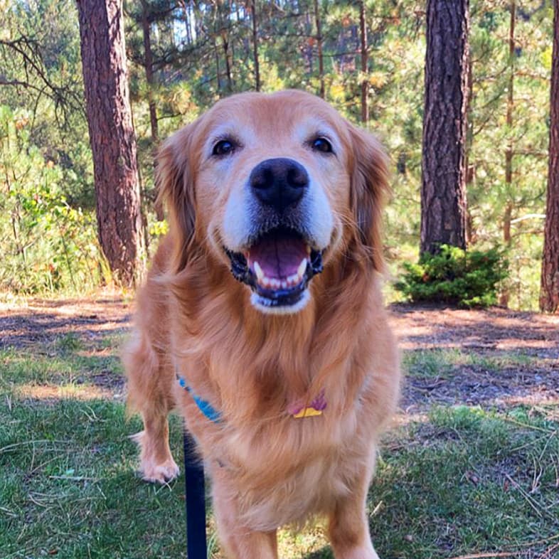 Golden Retriever on a Hike Smiling | Taste of the Wild