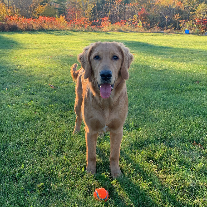 Golden Retriever Outside Sticking Tongue Out | Taste of the Wild