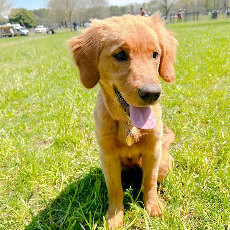 A golden retriever puppy sits in the grass and sticks their tongue out.