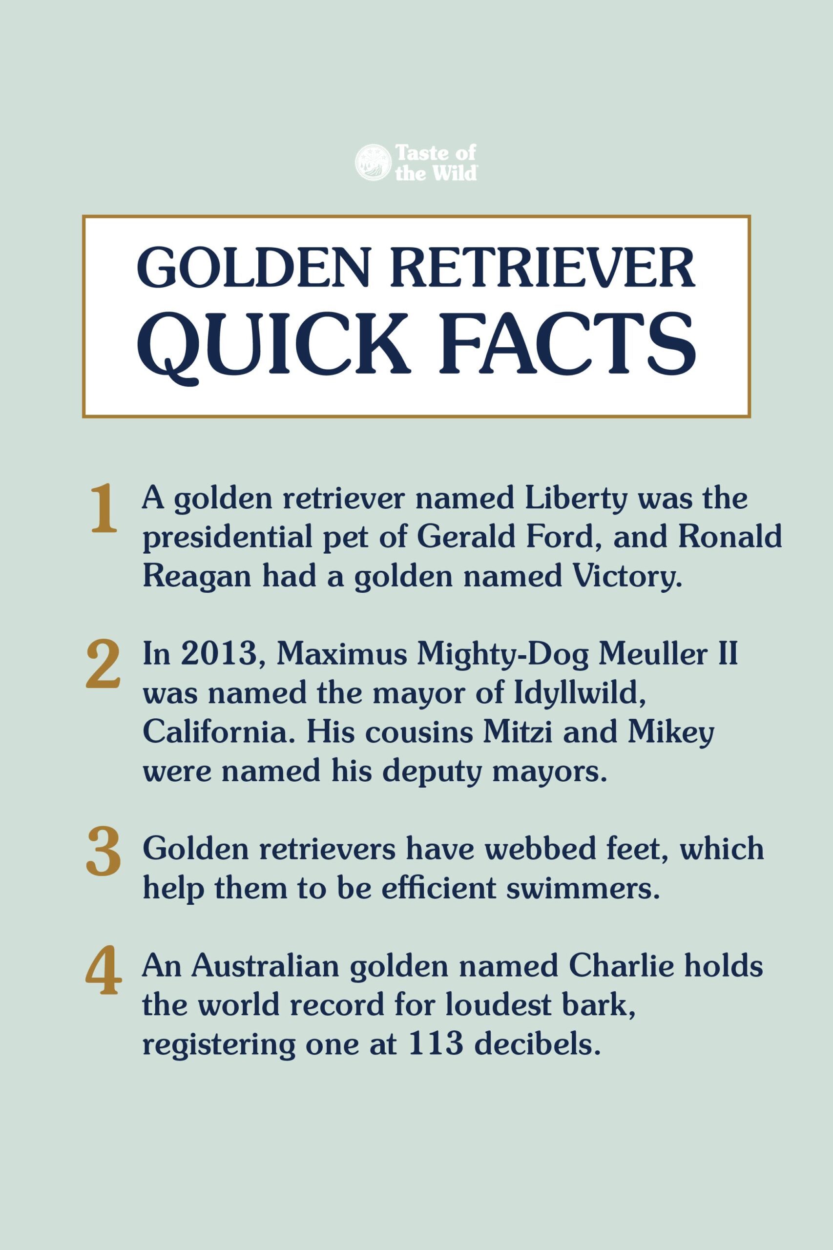 An interior graphic detailing four quick facts about golden retrievers.