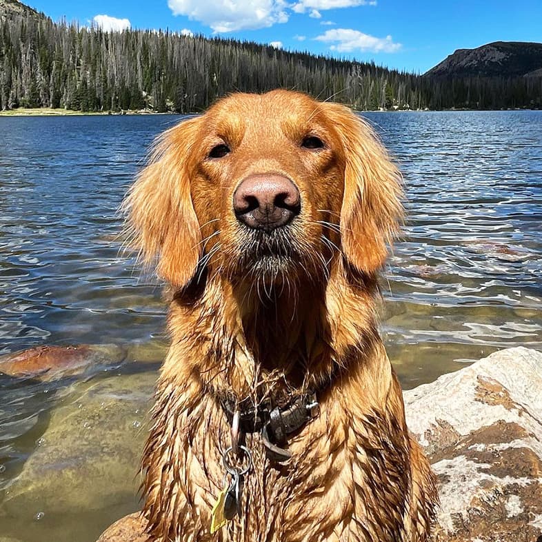 Golden Retriever Sitting at Edge of Lake in the Mountains | Taste of the Wild