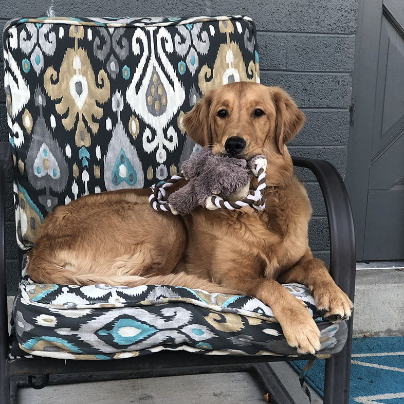 Golden Retriever with Toy in Mouth | Taste of the Wild