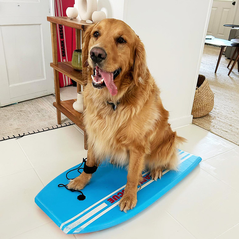 Golden retriever sticking tongue out and sitting on a blue boogie board inside a house.