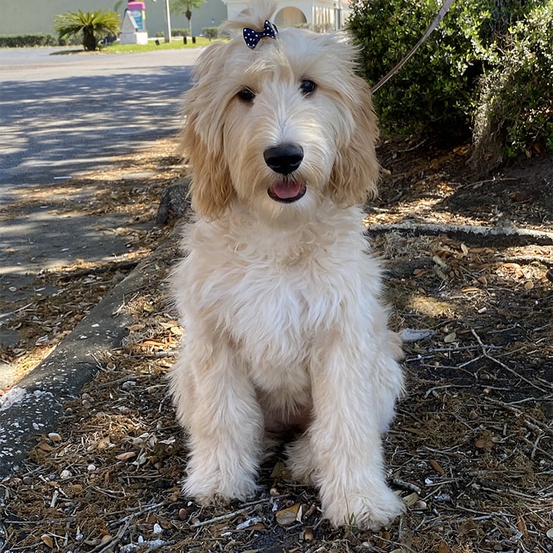 Goldendoodle Dog Sitting Next to a Tree | Taste of the Wild