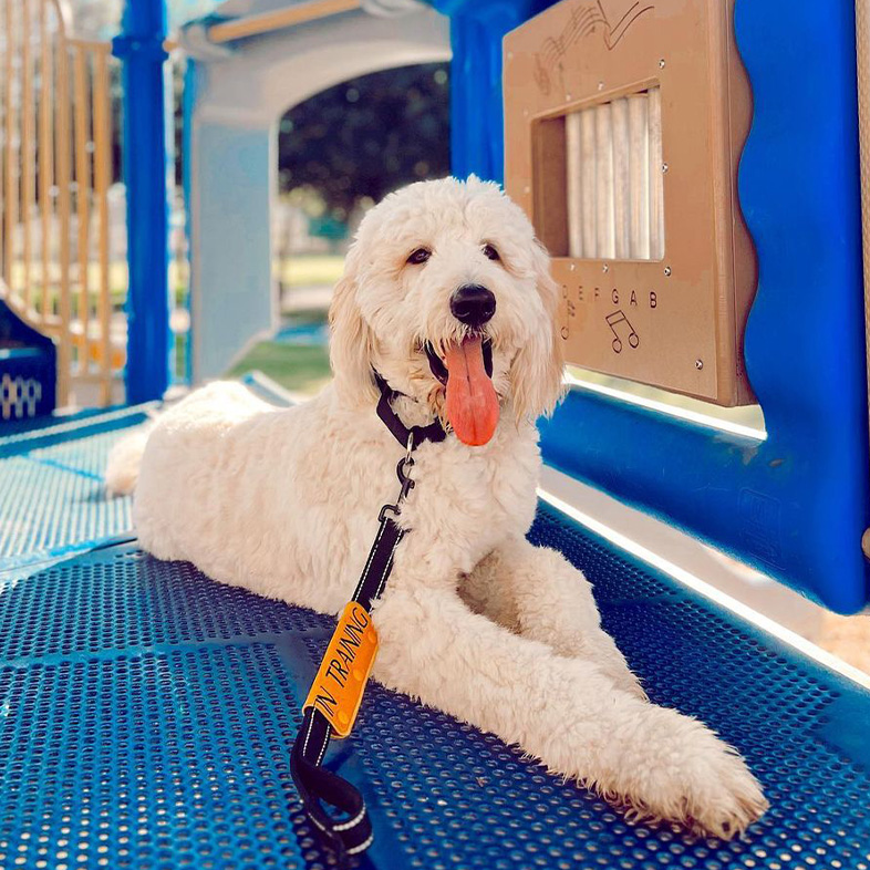 Goldendoodle lying down with tongue out in a children's playground | Taste of the Wild