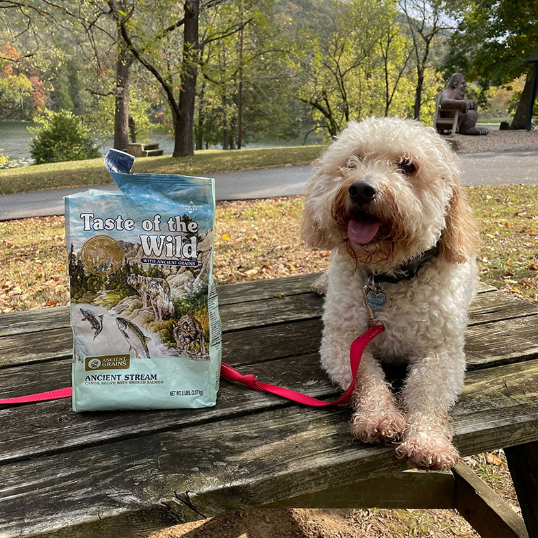 Goldendoodle Next to Taste of the Wild Food Bag | Taste of the Wild