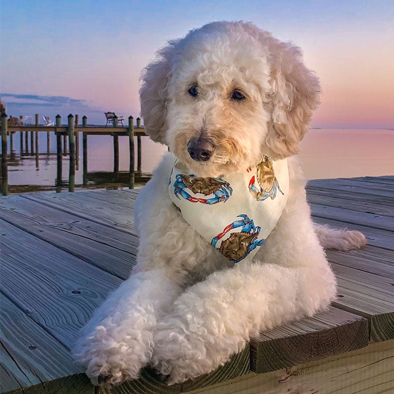 Goldendoodle Lying on a Dock | Taste of the Wild