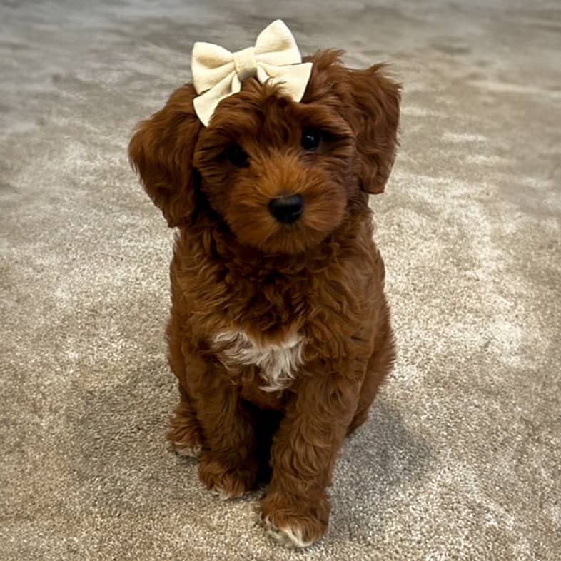 A goldendoodle puppy sitting with a white bow on her head.