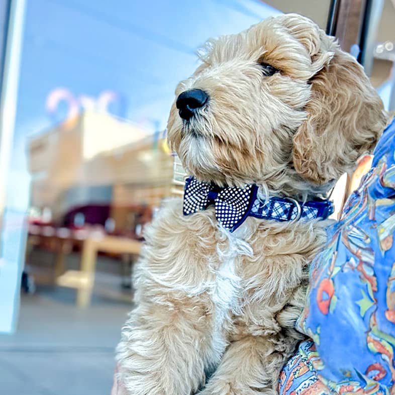 A goldendoodle puppy wearing a blue bowtie collar sits on someone's lap and looks to the left.