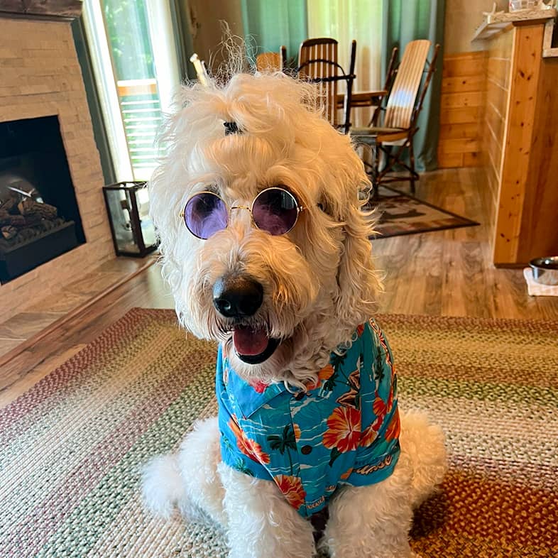 A goldendoodle sitting indoors wearing blue sunglasses and a blue tropical floral shirt.