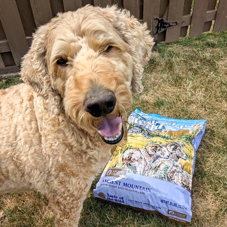 A goldendoodle sitting next to an Ancient Mountain Canine Recipe bag and looking at the camera.