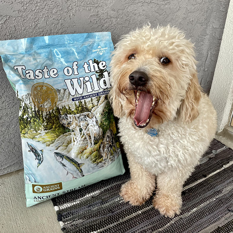 Goldendoodle Sitting Next to Taste of the Wild Food Bag | Taste of the Wild