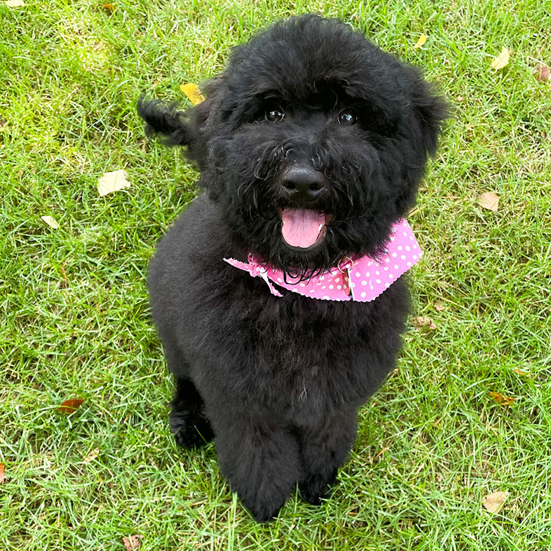 Goldendoodle Sitting on Grass | Taste of the Wild