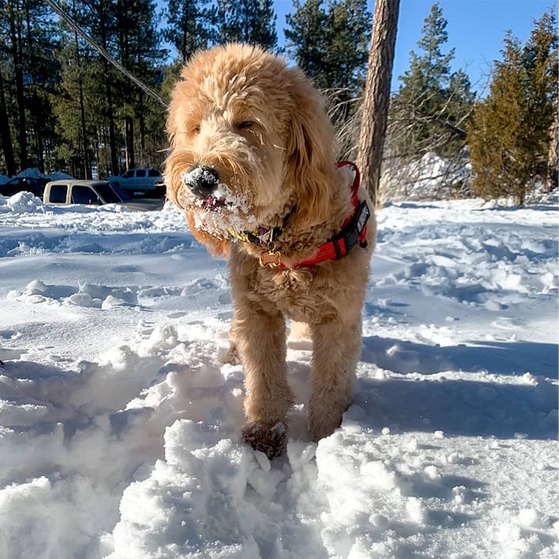 Goldendoodle standing in the snow with snow on their mouth and nose.