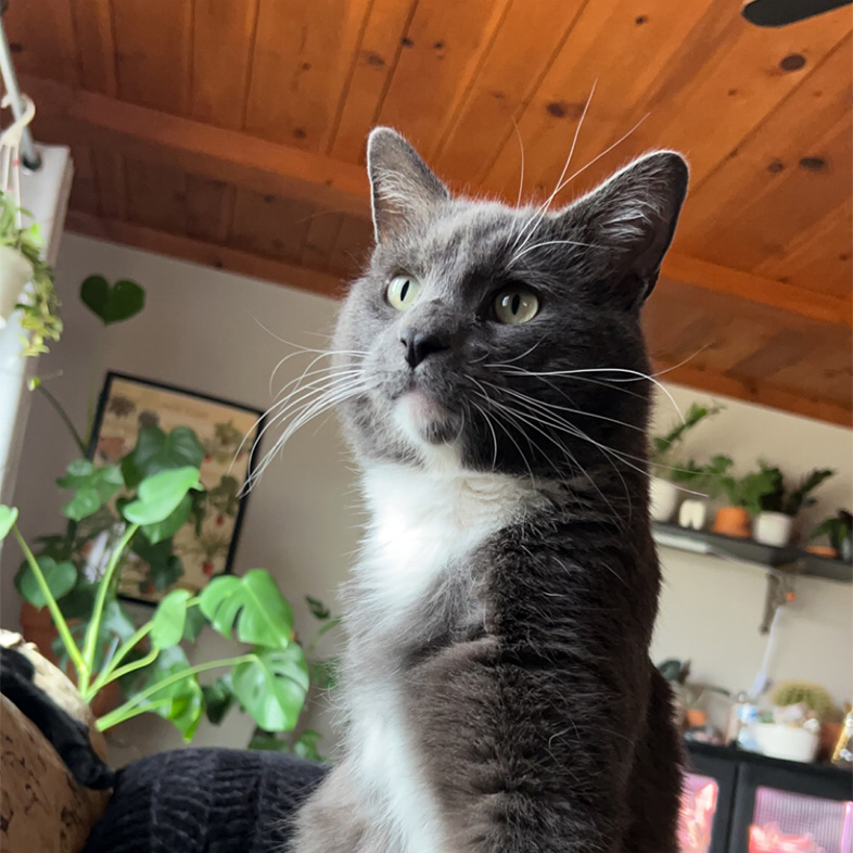 Gray and white cat sitting on a patterned blanket.