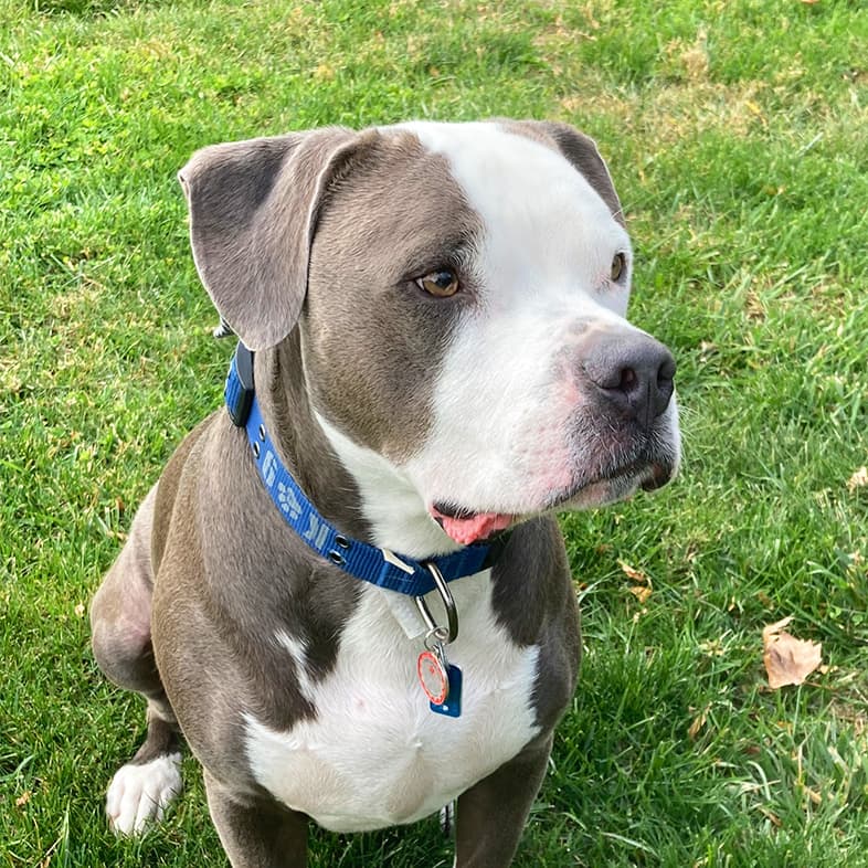 Gray and white Staffordshire boxer mix sitting outdoors.