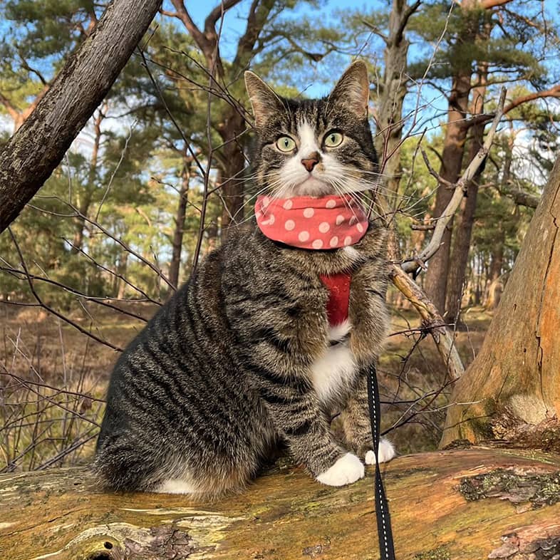 A gray and black striped cat wearing a pink polka dot bandana and sitting on a fallen log.