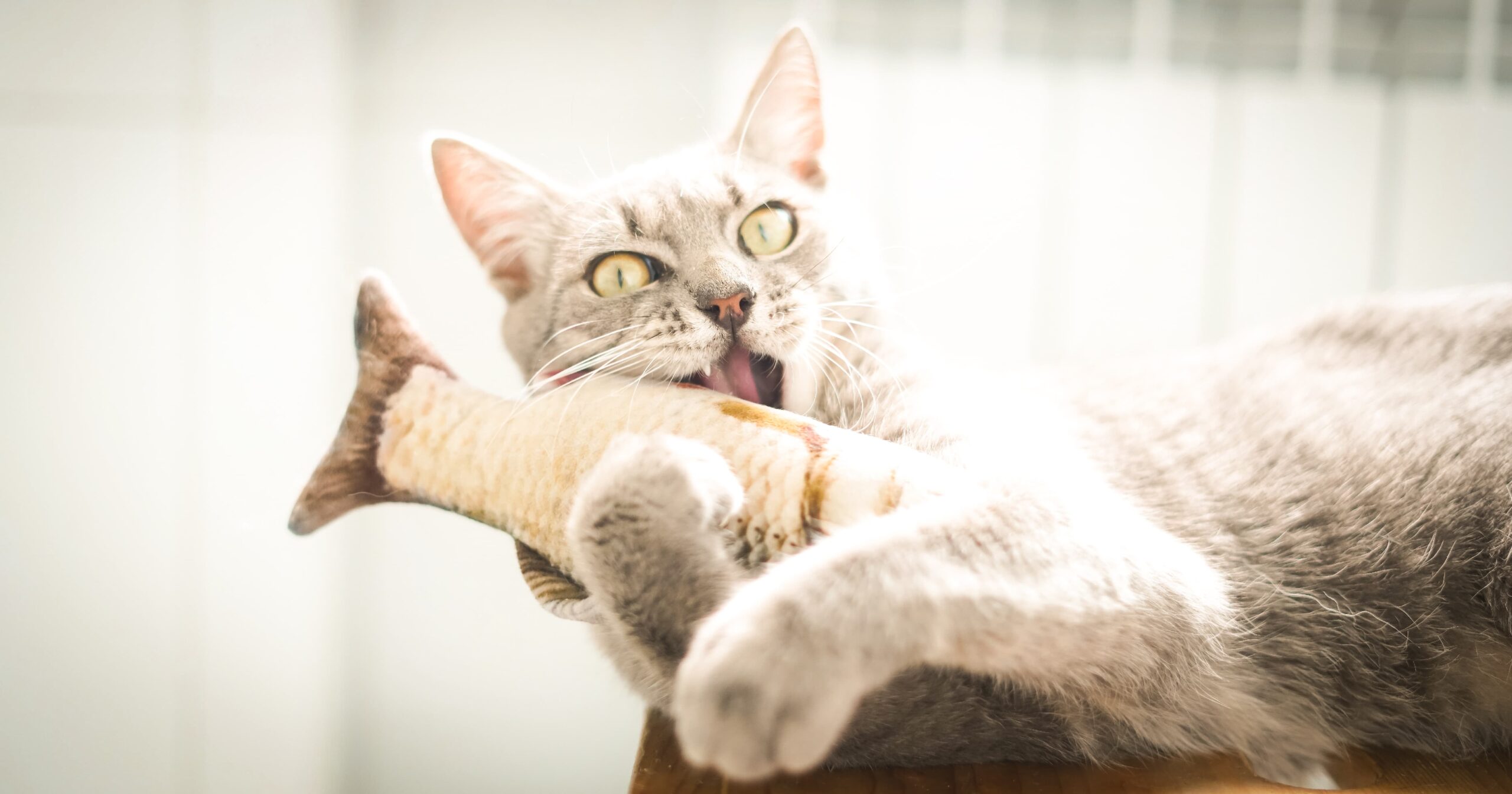 A gray cat lying down chewing on a cat toy shaped like a fish.