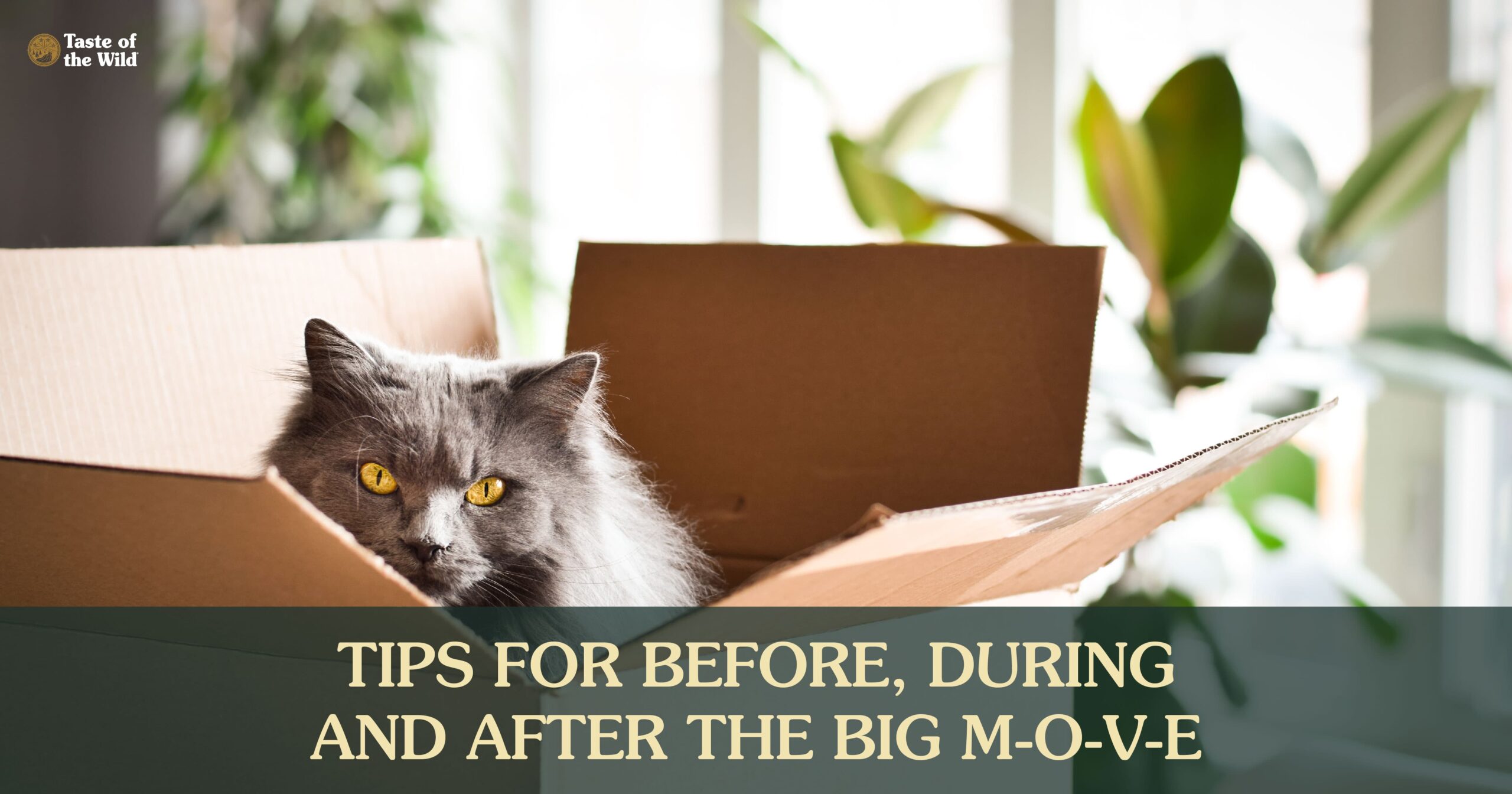 A gray cat standing in an empty moving box.