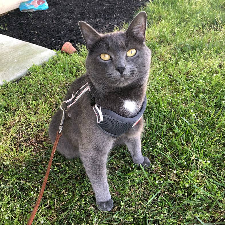 A gray cat wearing a black harness standing outside in the grass on a leash.