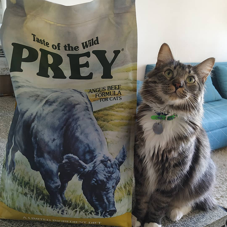 Hawksbill Cat with Bag of Cat Food | Taste of the Wild