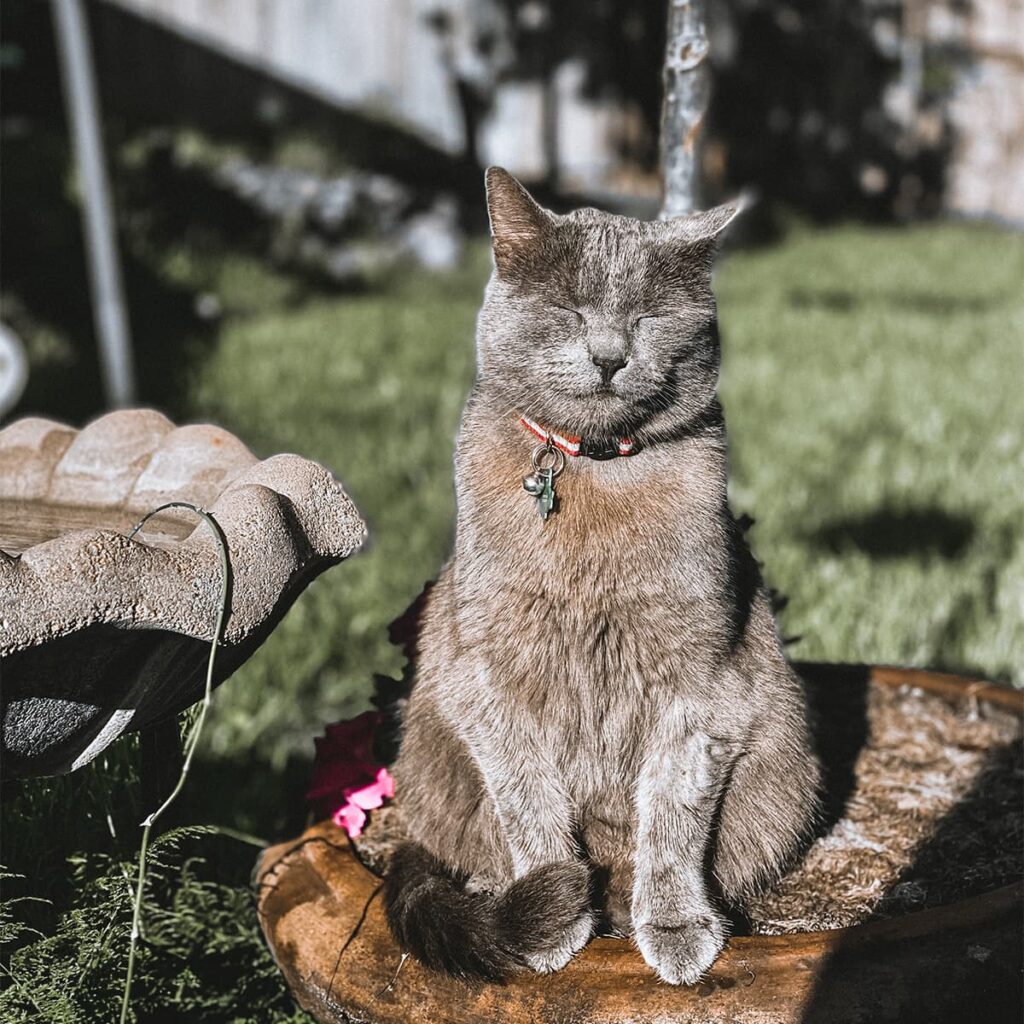 Gray domestic shorthair cat sitting on a stump with eyes closed