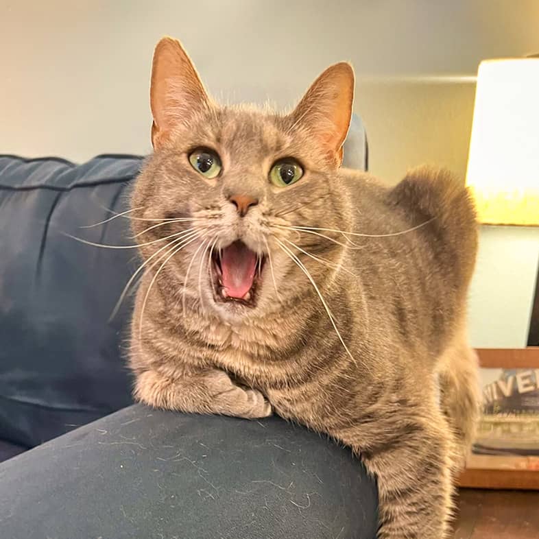 A gray striped cat lying down on a dark gray couch with their mouth wide open.