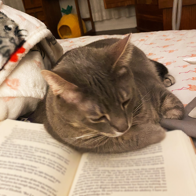 Gray tabby cat lying down on a bed looking at the page of an open book | Taste of the Wild