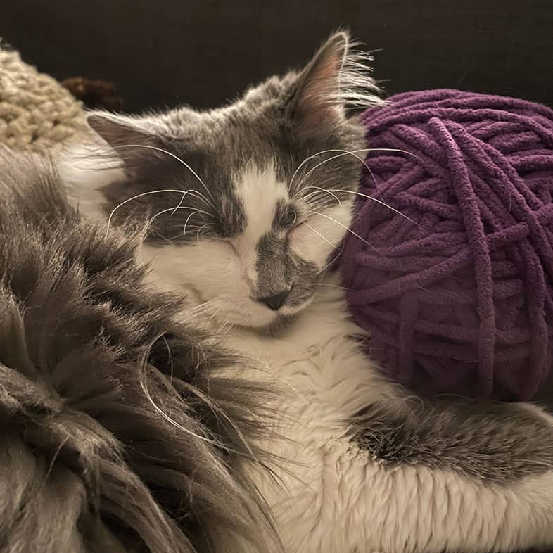 A gray and white cat sleeping with its head resting on a large purple ball of yarn.
