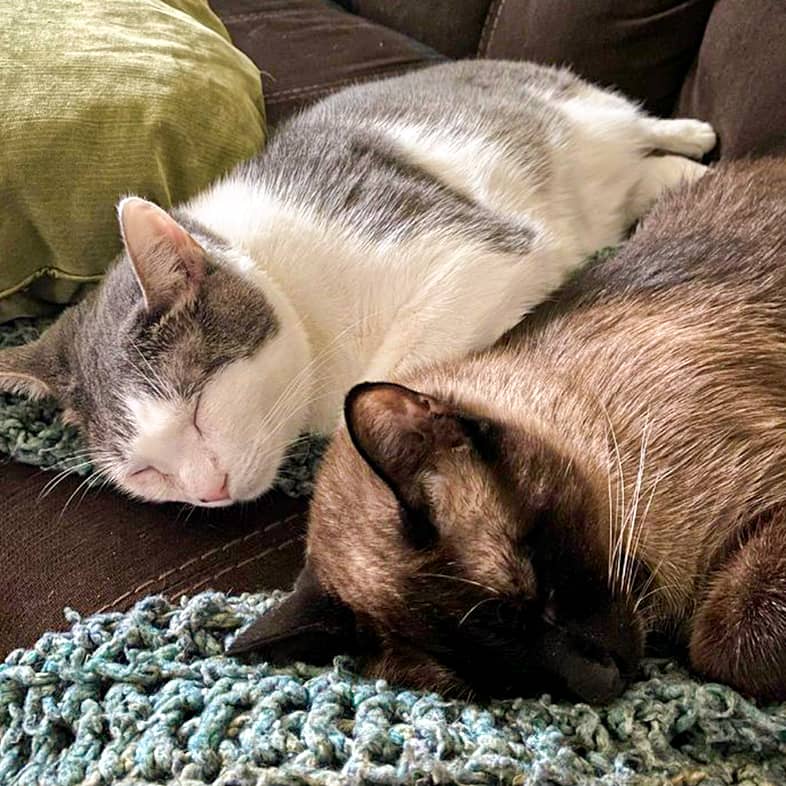 A gray and white cat lying down sleeping next to a brown cat.