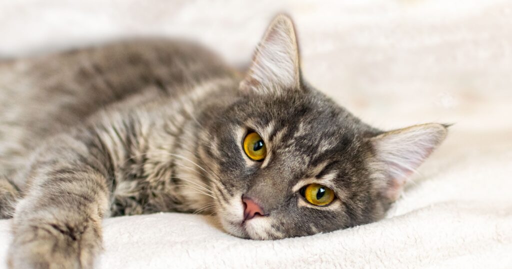 A black and orange striped cat lying on a bed with its tail up.