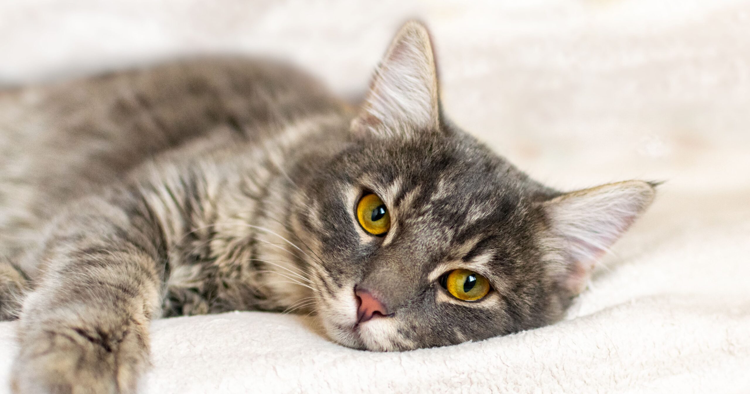 A black and orange striped cat lying on a bed with its tail up.