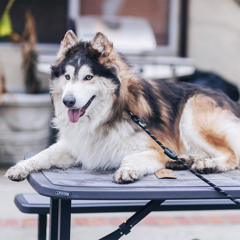 Gray wolfdog lying down on a table outside | Taste of the Wild