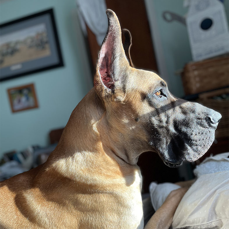 Great Dane Lying in Bed Facing the Sun | Taste of the Wild