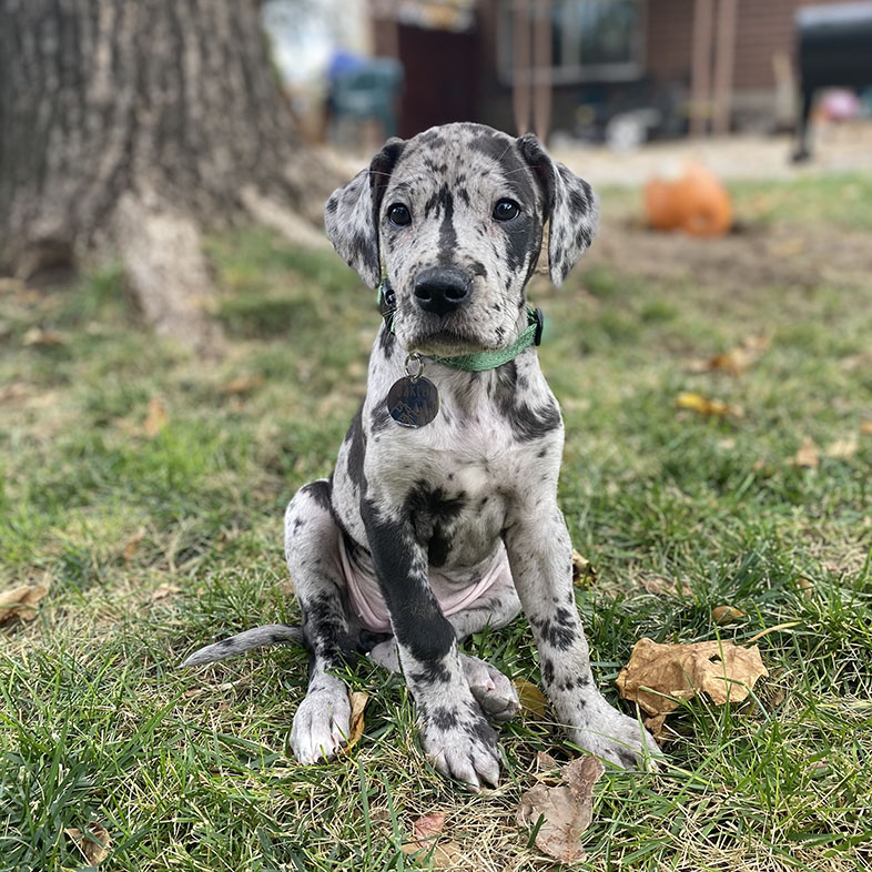 Great Dane Puppy Sitting in Grass | Taste of the Wild