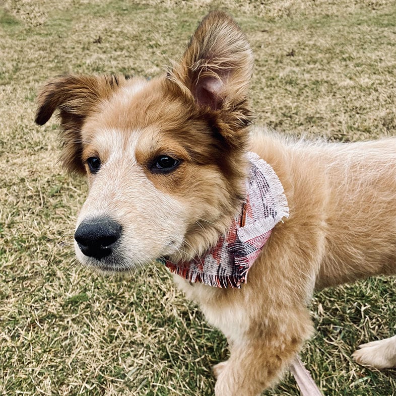 Great Pyrenees Mix Dog with Bandana On | Taste of the Wild