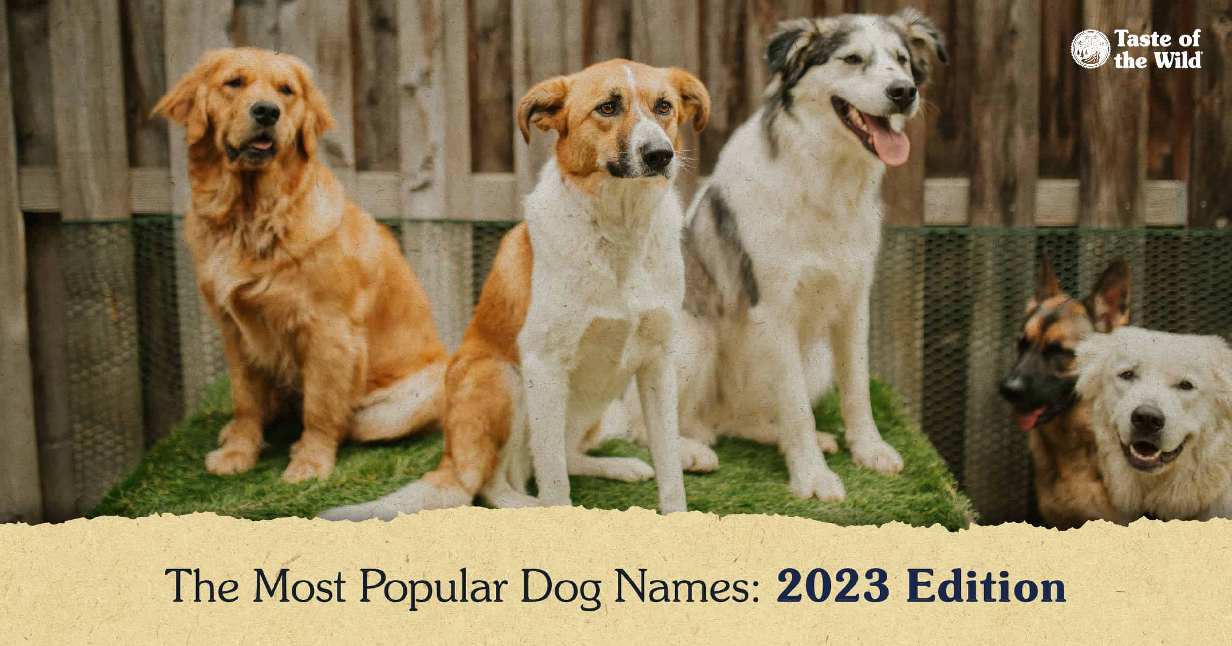 A group of dogs sitting together in front of a fence.