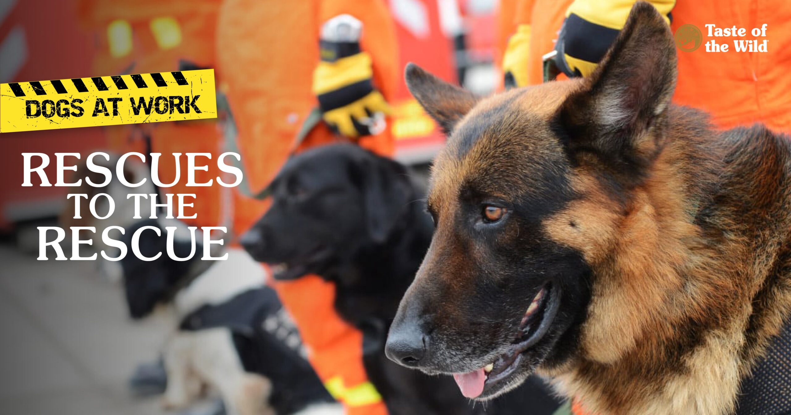 A group of rescue dogs standing next to their handlers.