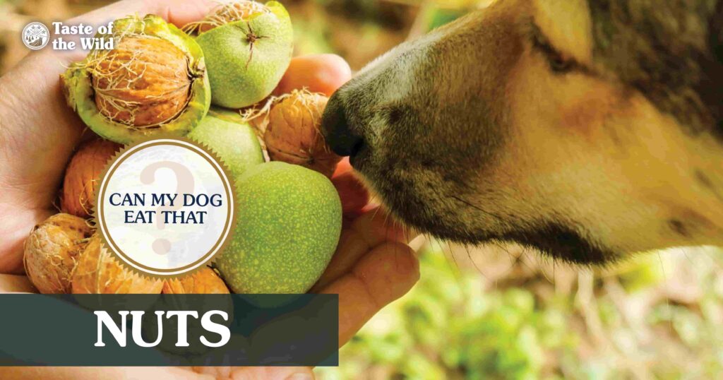 An interior graphic with text that reads ‘Can my dog eat nuts? It depends’.