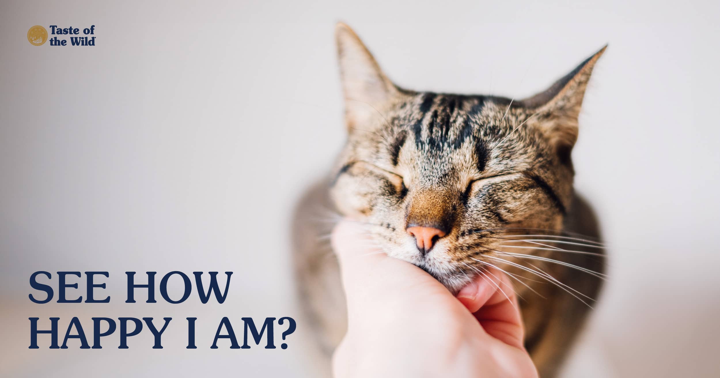 A hand reaching down to scratch the chin of a small cat.