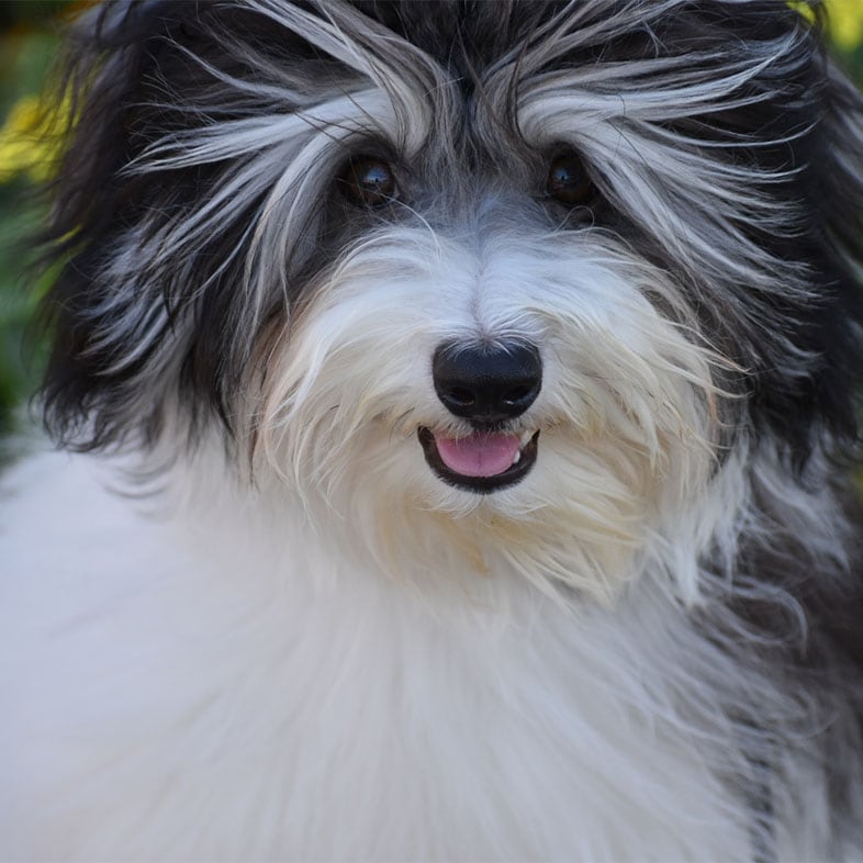 Havanese Dog with Mouth Open | Taste of the Wild