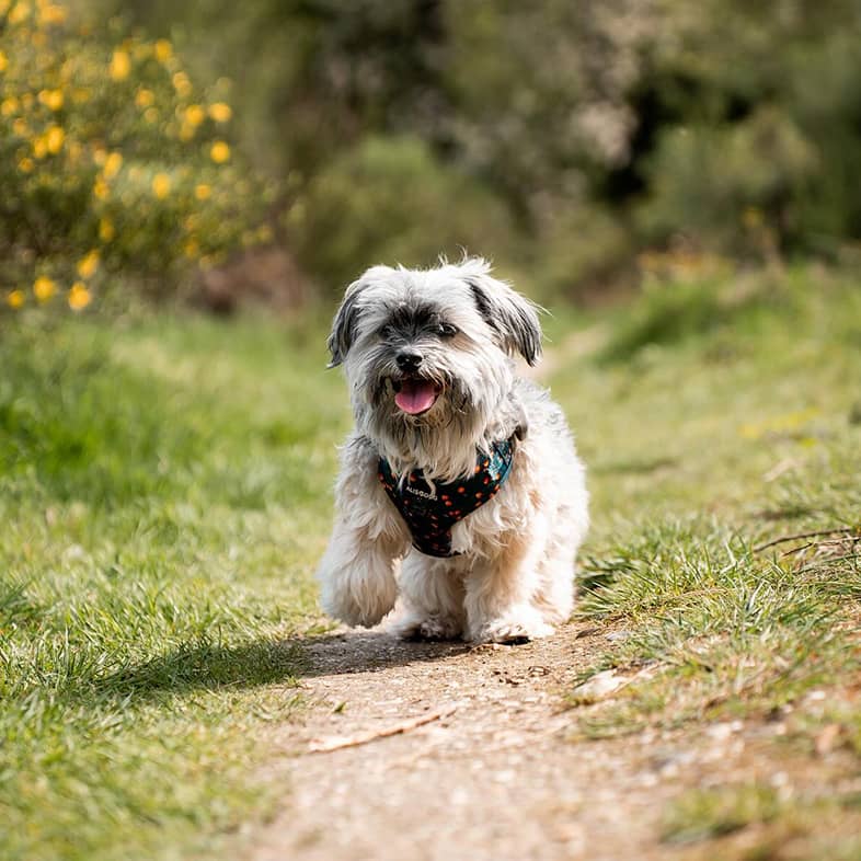 Havanese wearing a black harness walking along a trail surrounded by grass and trees.