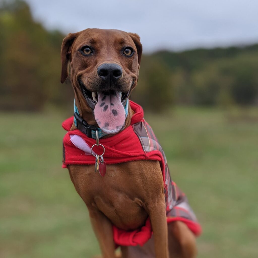 Hound Dog Mix Standing on Log | Taste of the Wild