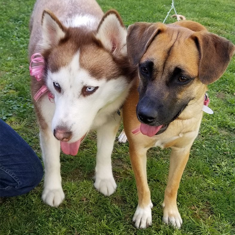 Husky and Mutt Dogs Standing Next to Each Other | Taste of the Wild