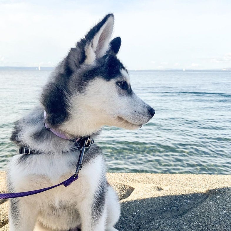 Husky Dog by Body of Water | Taste of the Wild