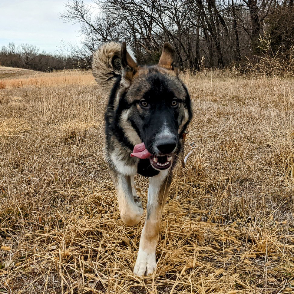 Husky German Shepherd Mix Running | Taste of the Wild